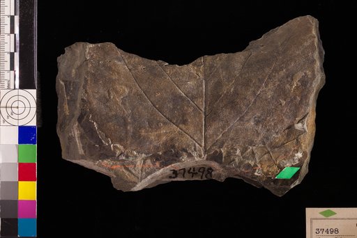 Populites platanoides Hollick