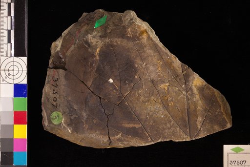 Populites platanoides Hollick