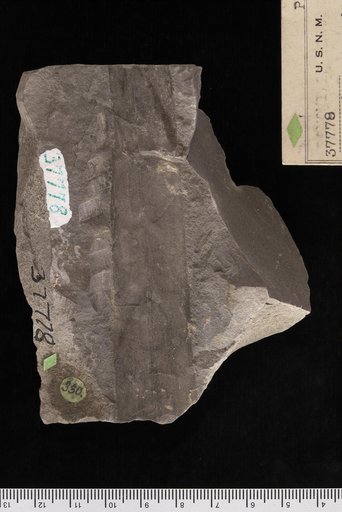 Geonomites tenuirachis Lesquereux