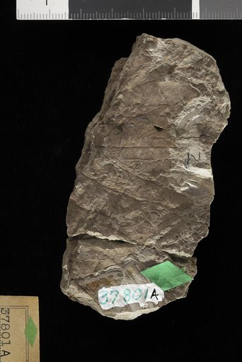 Phyllites pellucidus Knowlton