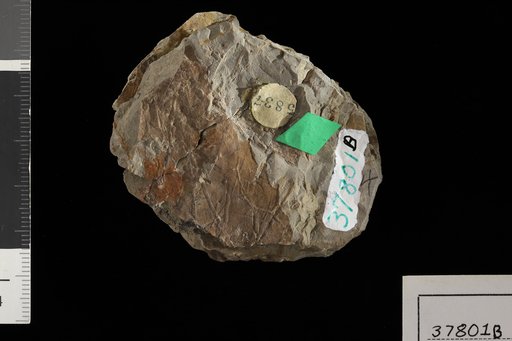 Phyllites pellucidus Knowlton
