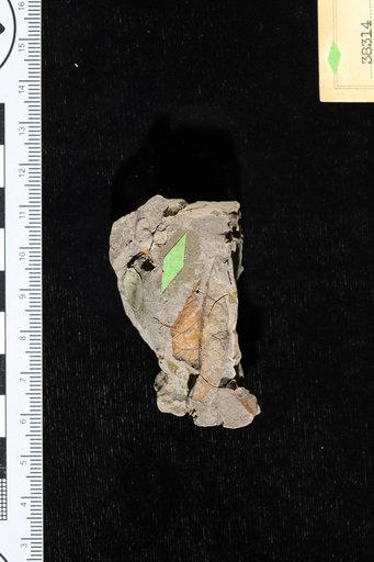Celastrophyllum gymindoides Berry