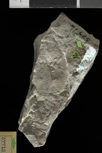 Allantodiopsis erosa (Lesquereux) Knowlton