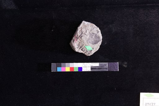 Leguminosites yukonensis Hollick