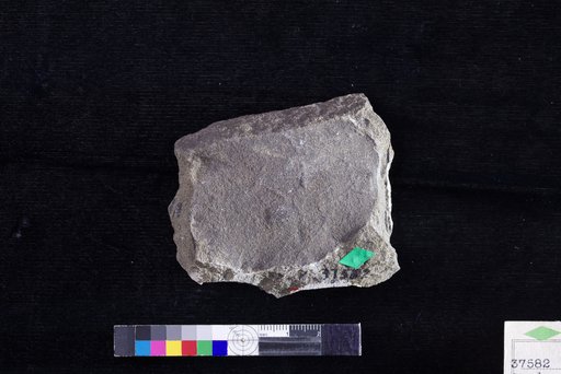 Credneria comparabilis Hollick