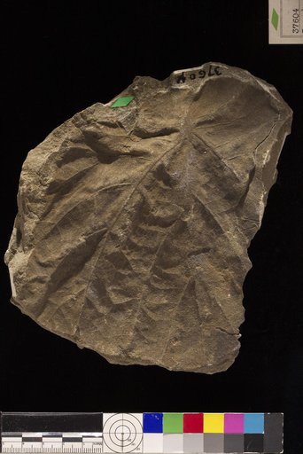 Pseudoprotophyllum magnum Hollick
