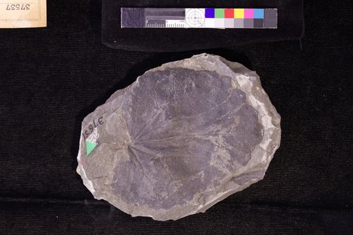 Menispermites reniformis Dawson