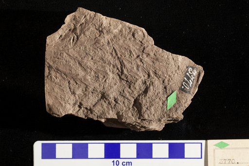 Thyrsopteris divaricatus Fontaine