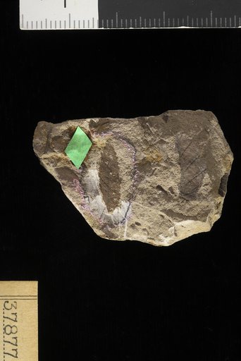 Phyllites mollinediaformis Berry