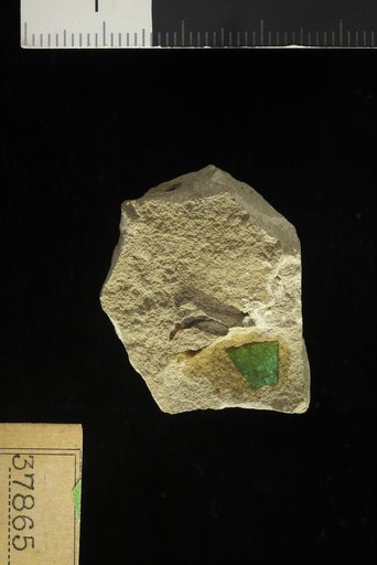 Leguminosites calliandraformis Berry