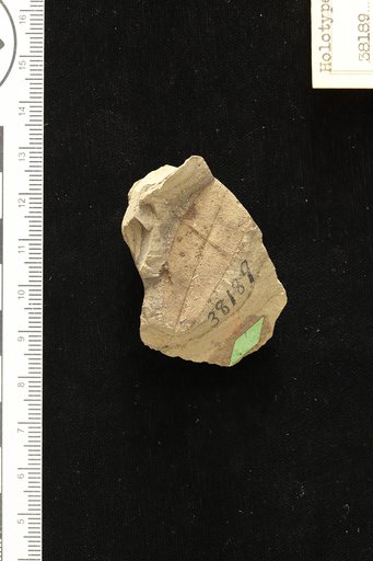 Phyllites marahiensis Hollick & Berry