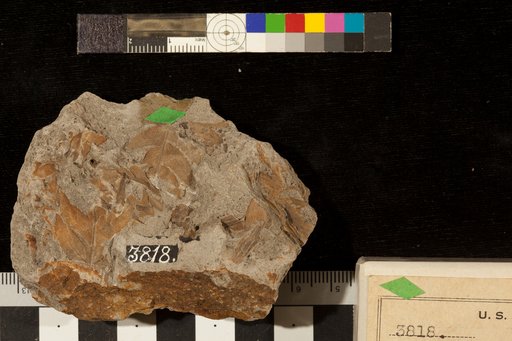 Cladophlebis denticulata Fontaine