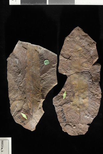 Quercus sumterensis Berry