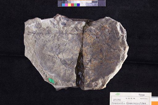 Credneria grewiopsoides Hollick