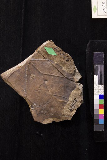 Phyllites crassus Hollick