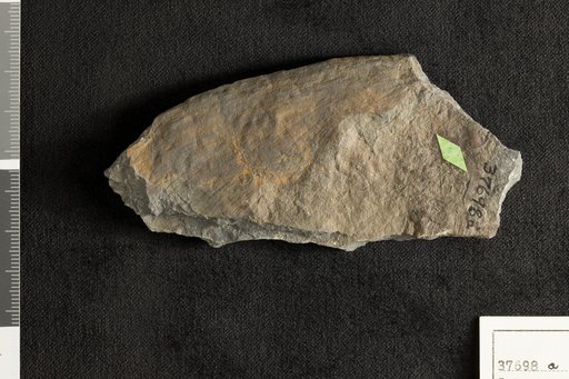 Sphenozamites rogersianus Fontaine