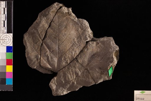 Pseudoaspidiophyllum latifolium Hollick