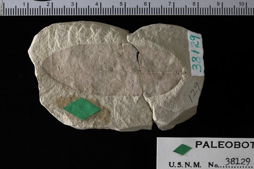 Cassia idahoensis Knowlton