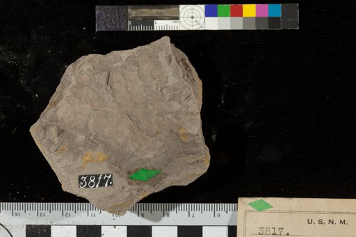 Cladophlebis constricta Fontaine