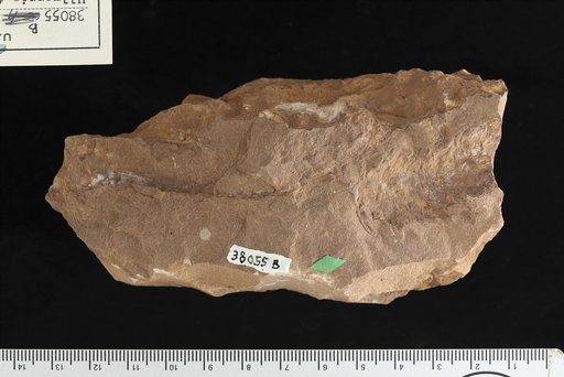 Ullmannia frumentaria (von Schlotheim) Goeppert