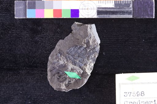 Credneria ? parva Hollick