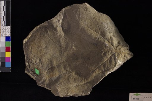 Pseudoprotophyllum crassum Hollick