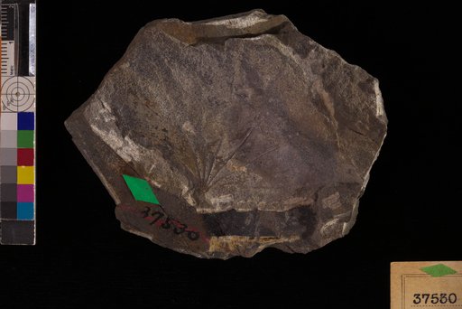 Castaliites flabelliformis Hollick