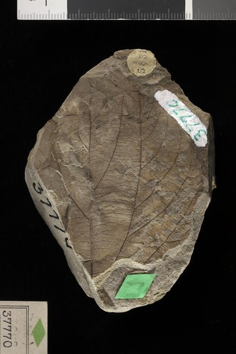 Ficus pseudopopulus Lesquereux