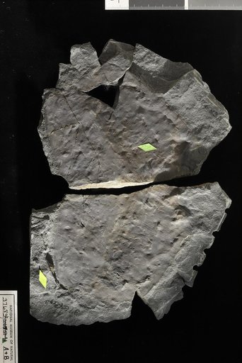 Macrotaeniopteris magnifolia (Rogers) Schimper