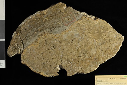 Chlorellopsis coloniata Reis
