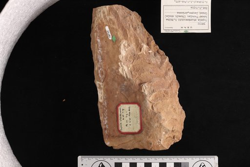 Supaia sturdevantii White
