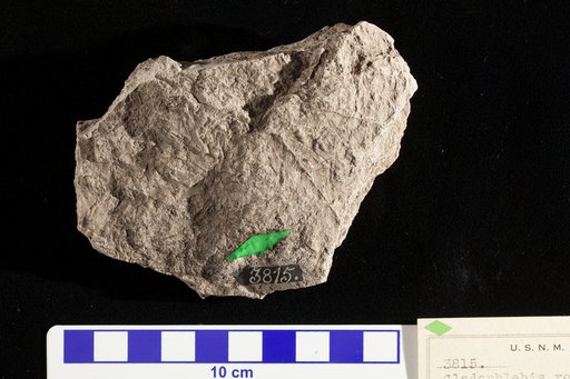 Cladophlebis rotundata Fontaine