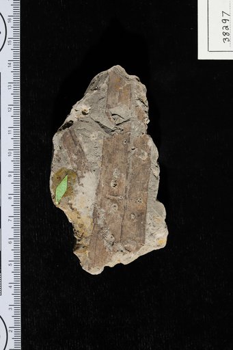 Bactrites pandanifoliolus Berry