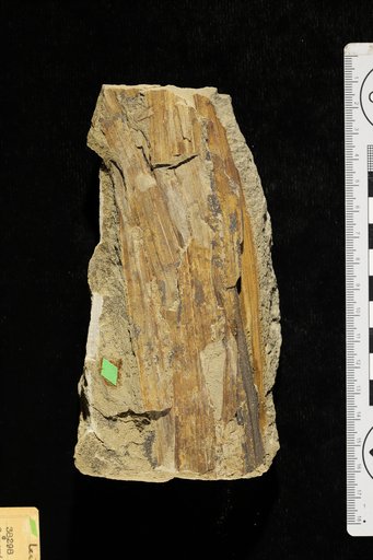 Geonomites claibornensis Berry