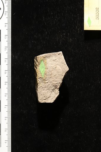 Pisonia claiborniana Berry