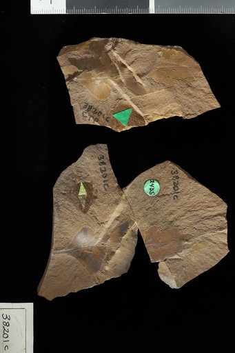 Protophyllocladus lobatus Berry