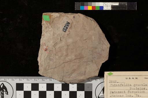 Thinnfeldia granulata Fontaine