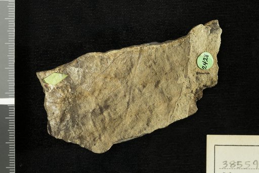 Pterospermites undulatus Knowlton