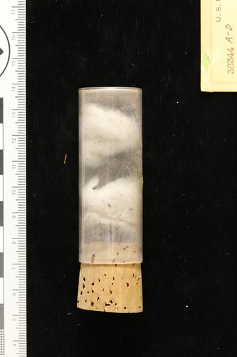 Hicoria rostrataformis Berry