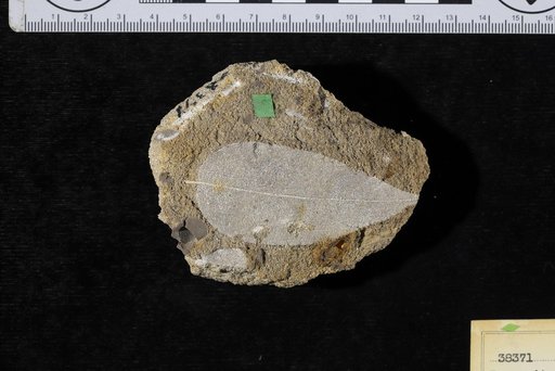 Burserites fayettensis Berry