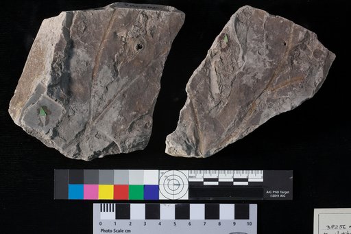 Manihotites georgiana Berry
