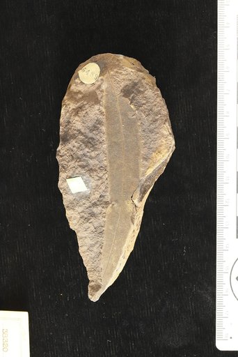Ternstroemites claibornensis Berry