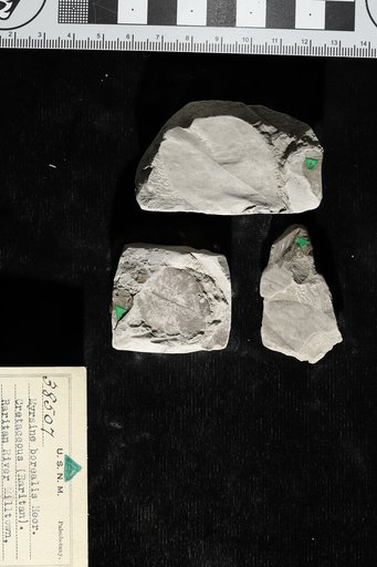 Myrsine borealis Heer