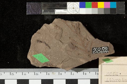 Athrotaxopsis pachyphylla Fontaine
