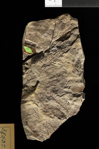 Selaginella laciniata Lesquereux