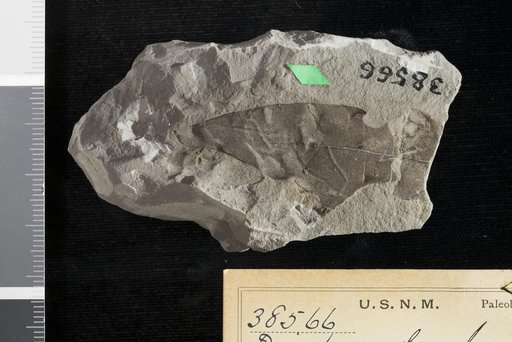 Diospyros brachysepala Braun