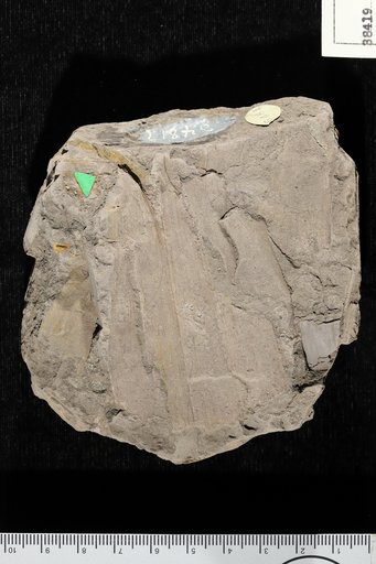 Sapindopsis brevifolia Fontaine