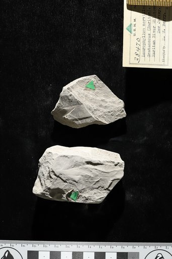 Laurophyllum nervillosum Hollick