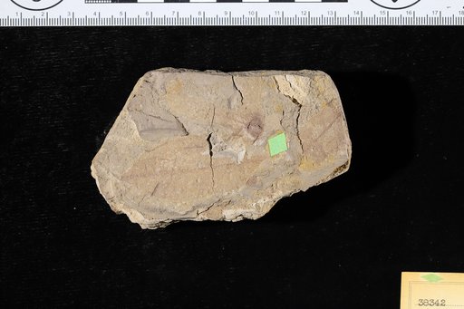 Engelhardtia jacksonensis Berry