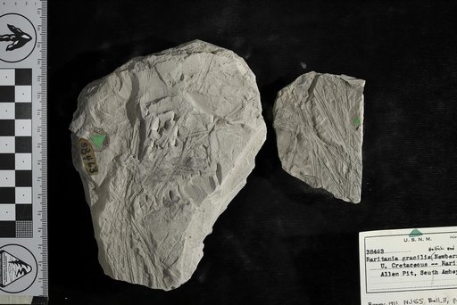 Raritania gracilis (Newberry) Hollick & Jeffery